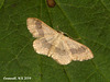 1713 Idaea aversata (Riband Wave - Banded Form)