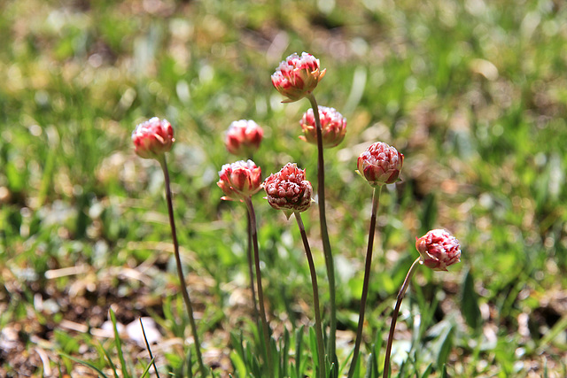 Blütenknospe der Alpen Grasnelke