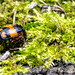 Sexton Beetle with mites clinging on