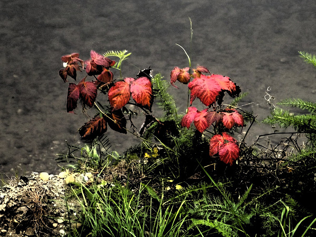 On the river bank