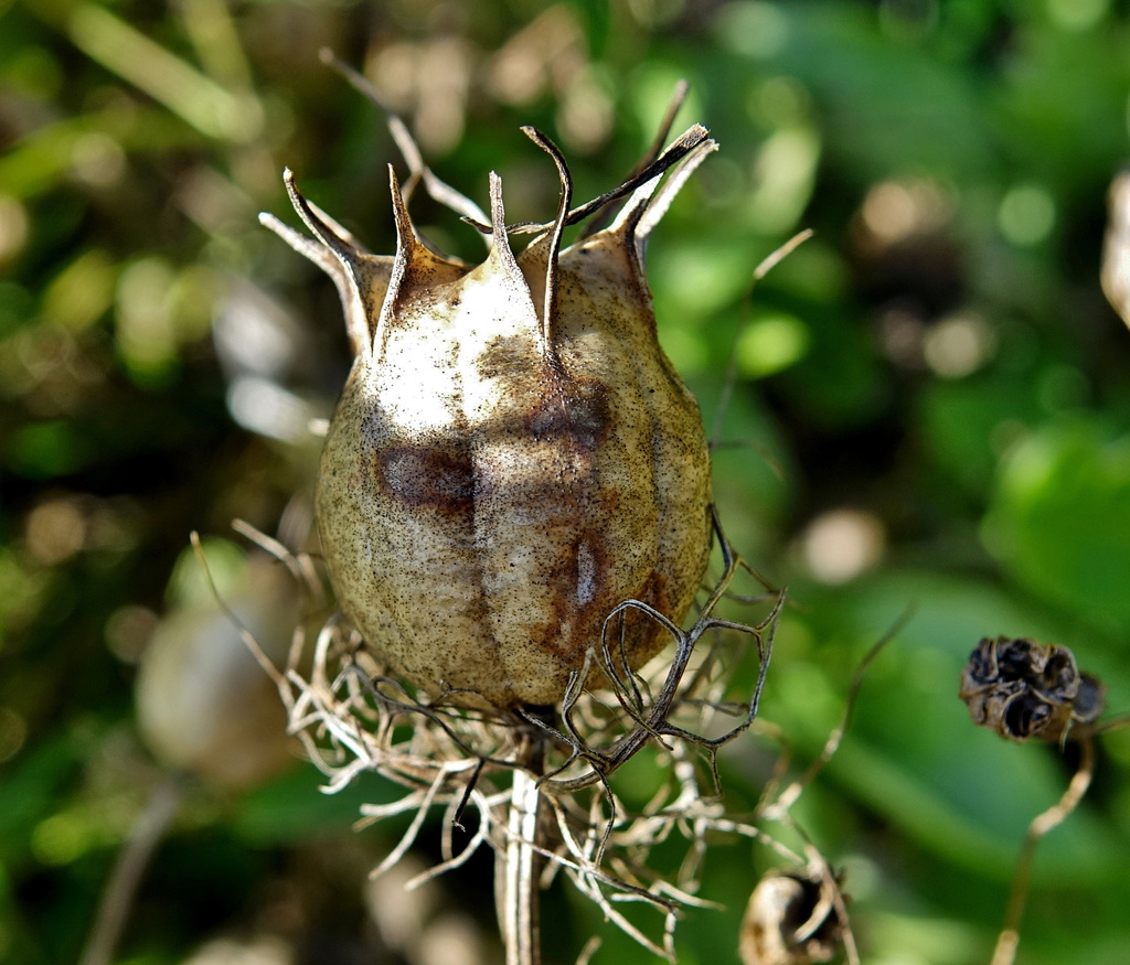 Dried Seed Head 3