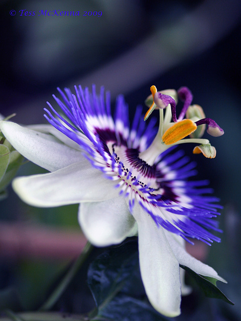 Passiflora caerulea  029copy (2)