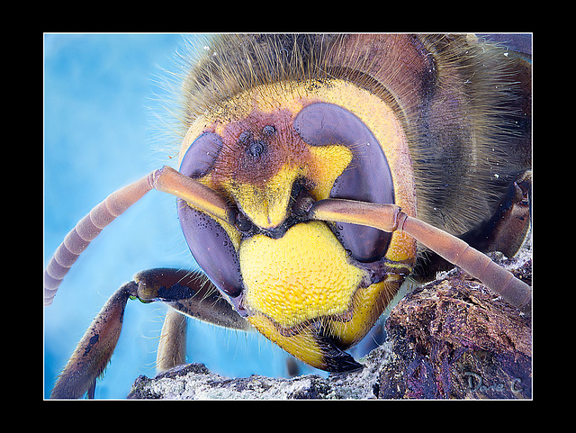 Hornet Portrait