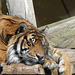 Sumatran Tiger (1) - 21 May 2019