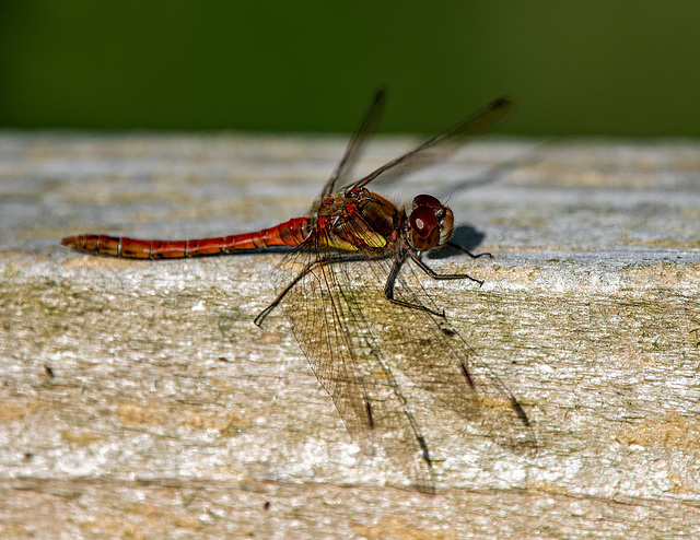 Common darter