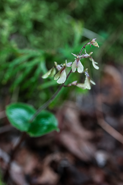 Neottia smallii (Appalachian Twayblade orchid)