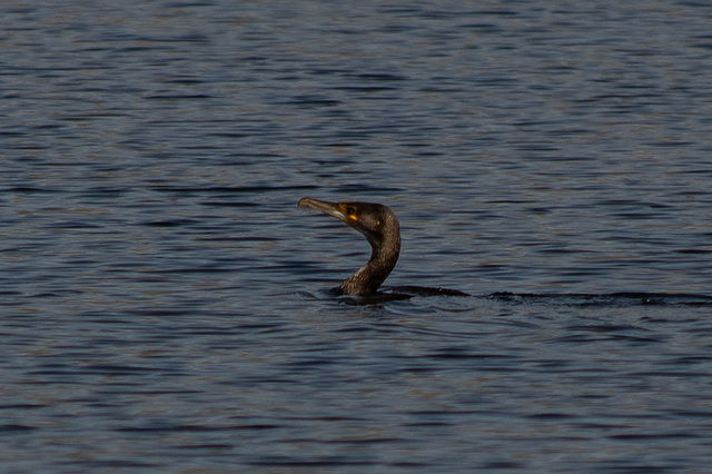 Cormorant