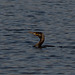 Cormorant