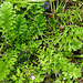 20230520 0188CPw [D~LIP] Jakops-Greiskraut (Jacobaea vulgaris), Bad Salzuflen