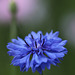 Kornblumen BLAU