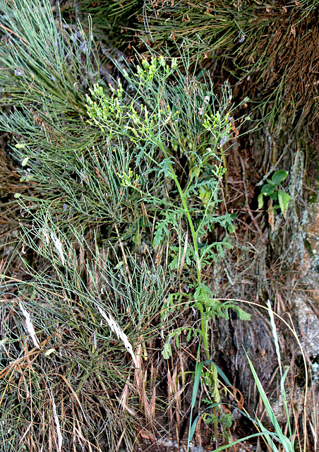 Senecio sylvestris