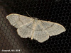 1713 Idaea aversata f-remutata (Riband Wave - Non-Banded)