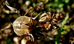 Dried Seed Head 2