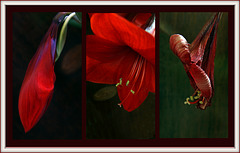 3 Stages of a Hippeastrum flower.