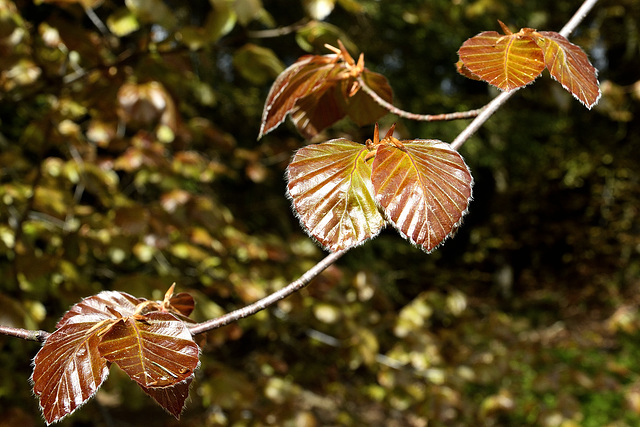 Burnished Copper