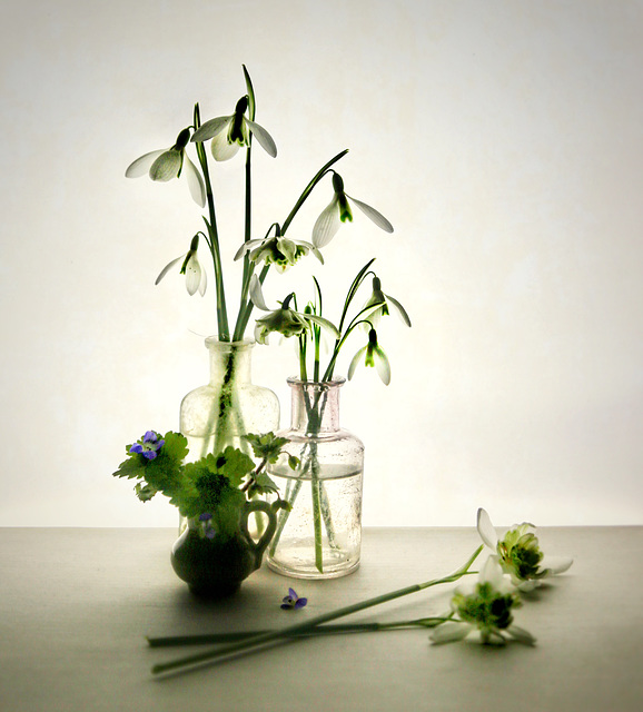 valentine snowdrops