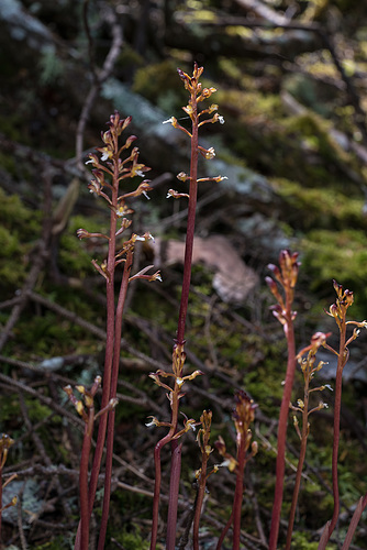 Corallorhiza maculata var. ozettensis (Ozette Coralroot orchid)