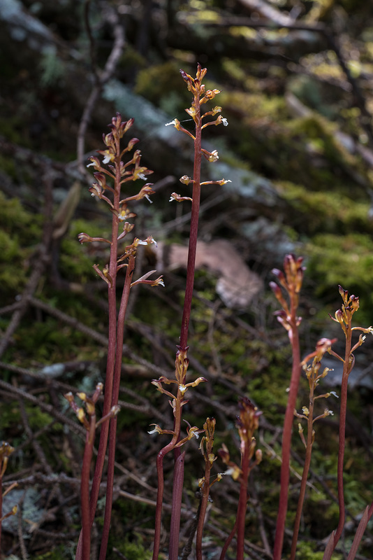 Corallorhiza maculata var. ozettensis (Ozette Coralroot orchid)