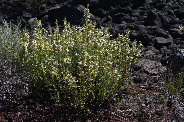 Hot-rock Penstemon