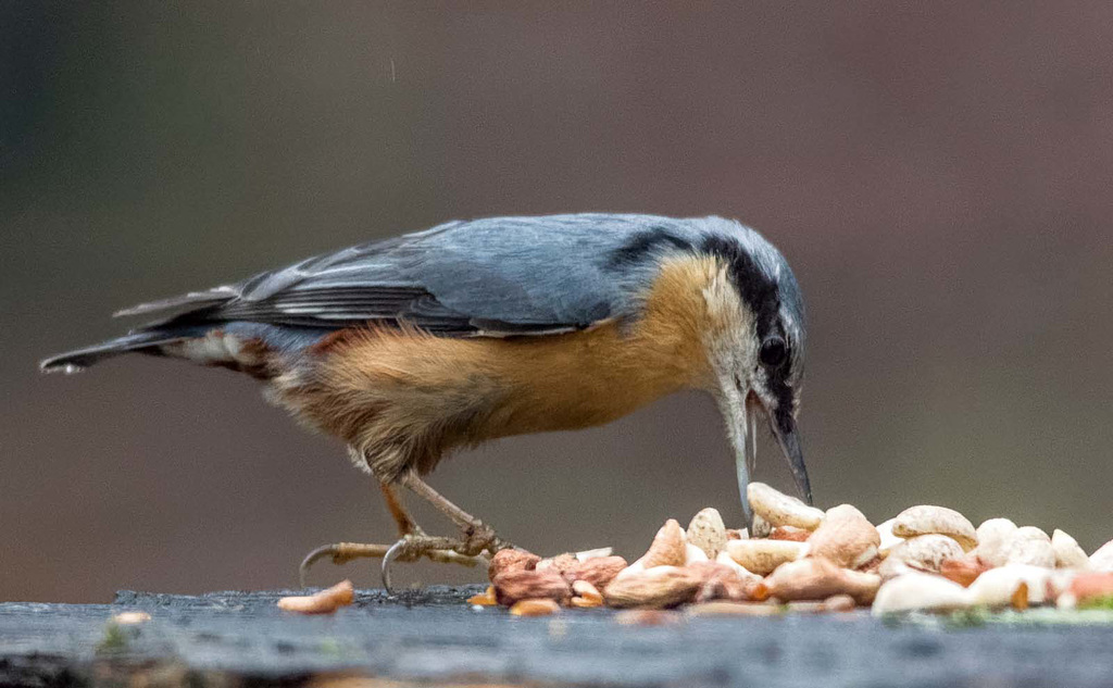 Nuthatch7