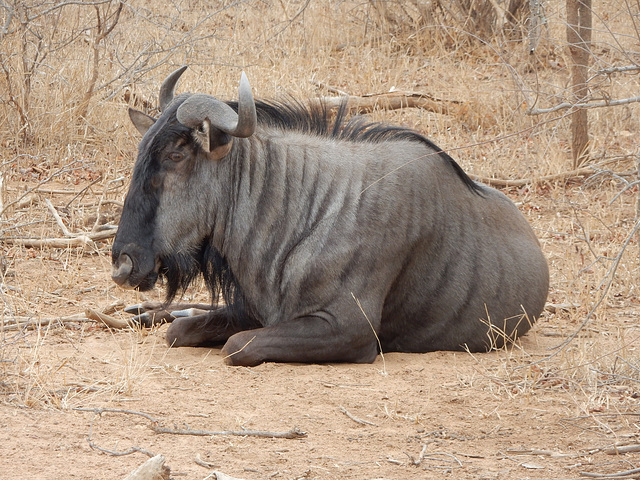 wildebeest