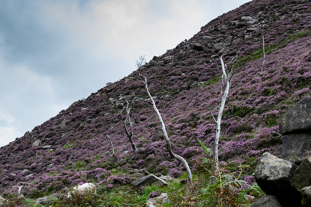 Dead trees