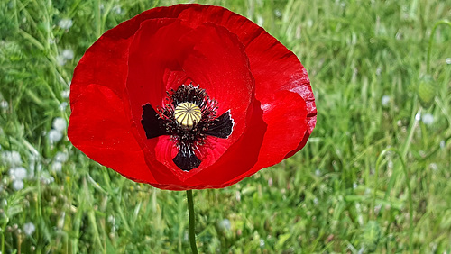 Une croix sur coquelicot