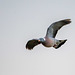 Wood pigeon