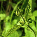 20230520 0191CPw [D~LIP] Nelkenwurz (Geum urbanum), Bad Salzuflen