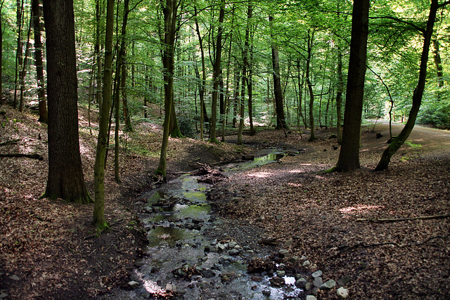 Olpkebach im Stadtwald Bittermark (Dortmund) / 18.05.2024