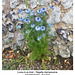 Love-in-a-mist, East Blatchington 25 5 2025