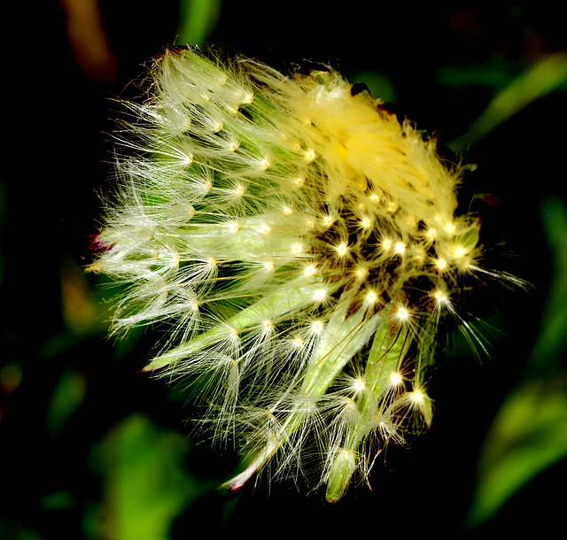 Dandelion.....glowing