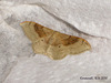 1714 Idaea degeneraria (Portland Ribbon Wave)