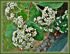 Kumarahou Flowers.