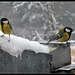 Charbonnières sous la neige