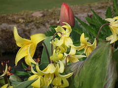 Dogstooth Viola