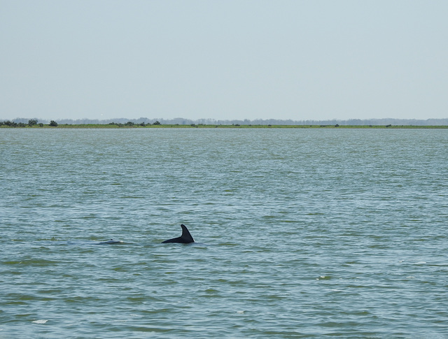 Day 3, Dolphin (1 of 3) fin, Aransas boat trip