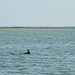 Day 3, Dolphin (1 of 3) fin, Aransas boat trip
