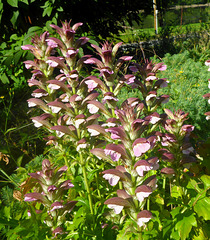 Blühender Akanthus