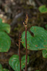 Corallorhiza maculata var. ozettensis (Ozette Coralroot orchid)