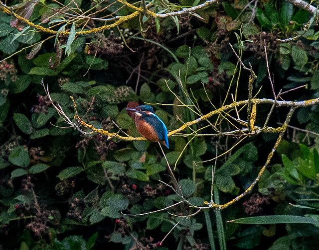 Kingfisher on its favourite branch