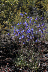 Rydberg's Penstemon