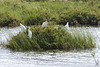 Bubulcus ibis, Garça boieira ; Egretta garzetta, Garça-branca-pequena