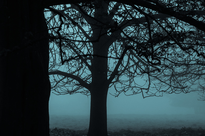 Cyanotype of Trees in Lacock, 07.13