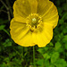 20230519 0142CPw [D~LIP] Kambrischer Scheinmohn (Papaver cambricum), Bad Salzuflen