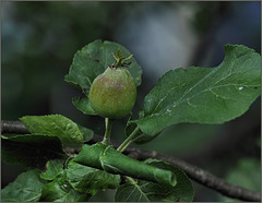 This year's apple