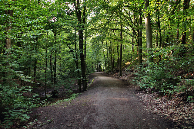 Weg am Olpkebach (Stadtwald Bittermark, Dortmund) / 18.05.2024