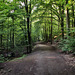 Weg am Olpkebach (Stadtwald Bittermark, Dortmund) / 18.05.2024