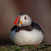 Puffin Resting