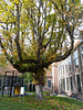 Museum Boerhaave 2014 – Chestnut tree